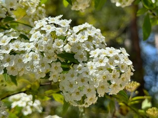 Spiraea ornamental shrub in family Rosaceae known as meadowsweets or steeplebushes.