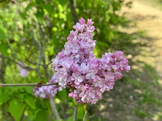 Syringa, Common Lilac, French Lilac 'Krasavitsa Moskvy' (Syringa vulgaris).
