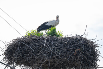 An adult white stork bird on a nest with wires from a pole.