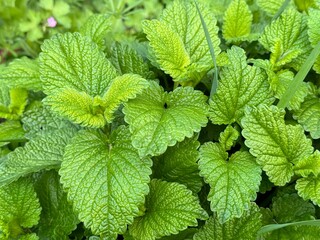 Lemon balm (Melissa officinalis) leaves from the garden, herb plant. Close-up.