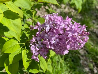 Syringa, common purple Lilac, French Lilac 'Krasavitsa Moskvy' (Syringa vulgaris).
