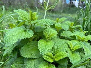 Lemon balm (Melissa officinalis) leaves from the garden, herb plant. Close-up.