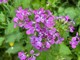Fototapeta premium Pretty flowers of annual honesty Lunaria annua.