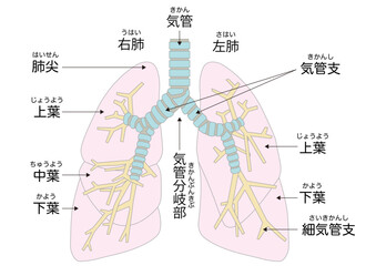 肺の構造と各部の名称