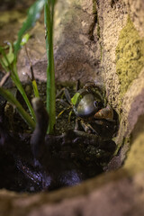 Land crab in detail in a terrarium.