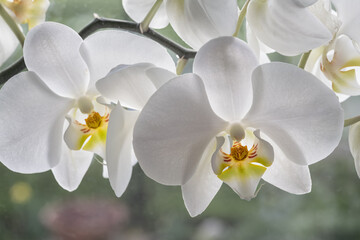 White orchid flower with yellow parts.