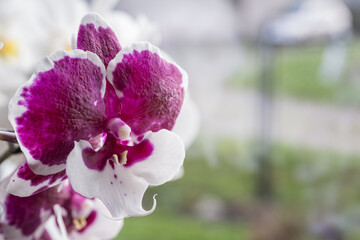 Pink orchid flower with white border.