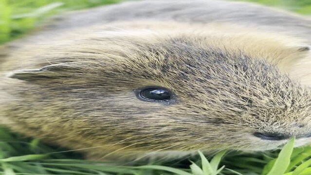 Close-up of a brown guinea pig lying on green grass