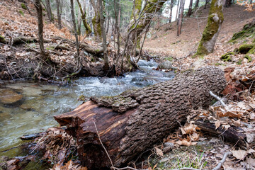 Fallen tree trunk in the forest with water stream on background.Stream in the forest. Early spring in the forest. Mountain landscape.