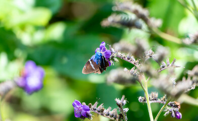 A Two-barred Flasher  butterfly, Astraptes fulgerator, perched on the vibrant purple petals of a...
