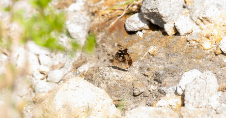 A weak banded Crescent, Anthanassa drymaea, butterfly, is perched on a rock in Mexico.