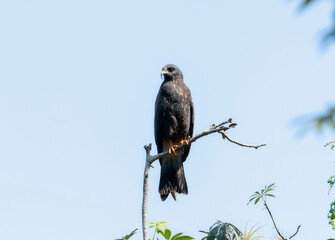 A snail kite, Rostrhamus sociabilis, is perched at the top of a tree branch, against the backdrop of a Mexican landscape