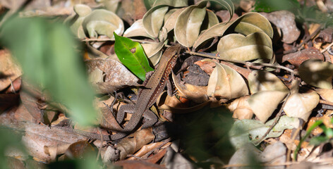 A lizard, Rainbow Ameiva, Holcosus undulatus, with its distinctive markings, is on a bed of dry leaves in the forest in Mexico.