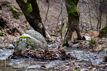 Stream in the forest. Mountain stream in springtime with rocks and water flowing over it. Mossy trees in the forest on the shore of a mountain river
