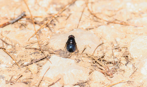 A Purple Bromeliad Fly, Copestylum violaceum, perched on a dirt surface in Mexico
