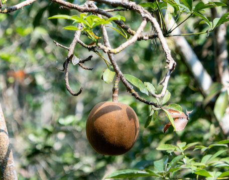 A ripe fruit is seen hanging from a Provision Tree, Pachira aquatica, in a dense forest in Mexico.