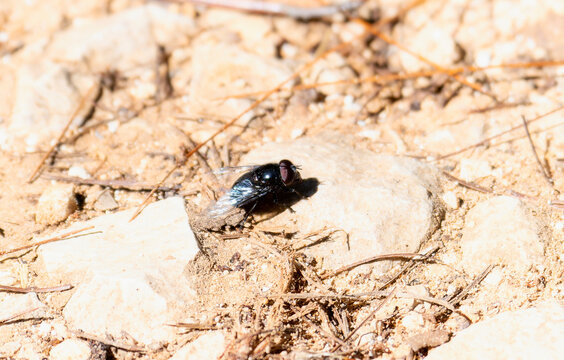 A Purple Bromeliad Fly, Copestylum violaceum, perched on a dirt surface in Mexico