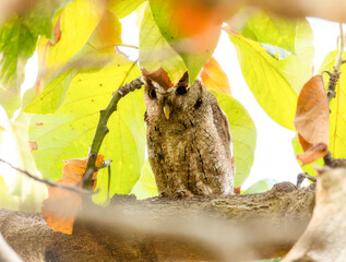 A pacific screech owl, Megascops cooperi, perched on a branch in a tree in Mexico.