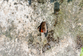 A vibrant orange-striped Eighty Eight butterfly, Diaethria pandama, is seen perched delicately on a gray stone surface in Mexico.