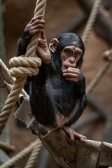 A young chimpanzee in the zoo between the ropes.