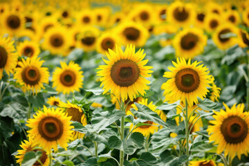 Vibrant sunflower field in full bloom, a symbol of summer and joy.