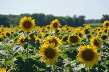 Obraz premium A vibrant field of sunflowers under a clear blue sky, with blooms facing the sun.