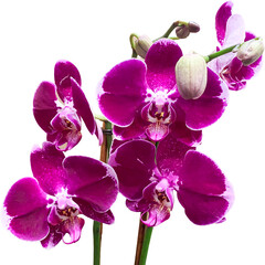 isolated orchid png no background