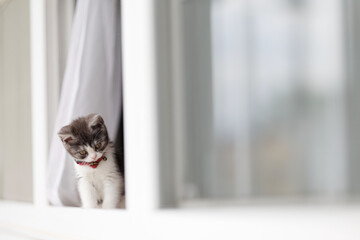 窓から顔を出す子猫