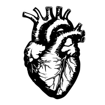 Anatomical Human Heart Line Art Vector Illustration
