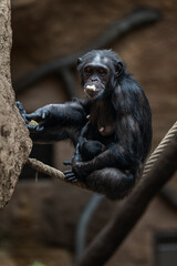 Female Guinea chimpanzee with cub and ropes.