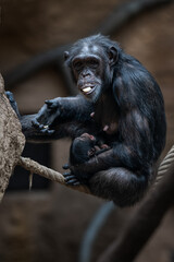 Obraz premium Female Guinea chimpanzee with cub and ropes.