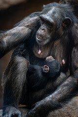 A female chimpanzee with a cub.