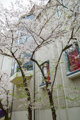 桜の花が咲き誇る宝塚の花のみち　春爛漫