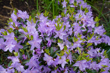 flowering azalea shrub in spring bloom. pretty violet garden flowers 