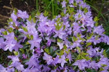 Keuken spatwand met foto flowering azalea shrub in spring bloom. pretty violet garden flowers  © Paul Cartwright