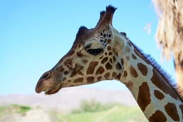 A giraffe giving a side eye glance
