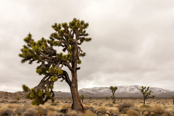 Yucca Brevifolia Plant in Joshua Tree National Park In California. Desert Ecosystems The Mojave And...