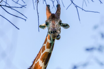 A giraffe looking goofy at the camera
