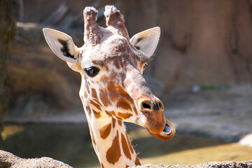 A giraffe with a silly crooked smile

