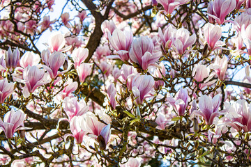 blooming magnolia tree © White Stag