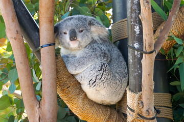 Cute gray koala bear sitting in a tree
