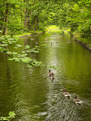Germany, Munich - 2022, May: ducks on the river