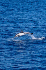 Fototapeta premium Delfine