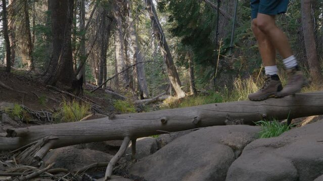 Hiker in shorts, white socks, hiking boots with trekking poles wandering along uncharted paths deep in the forest of Yosemite national park on a sunny day. High quality 4k footage