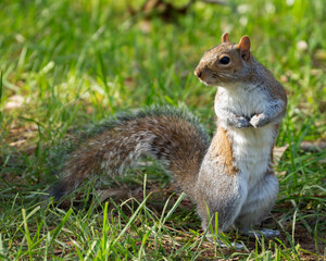 Eastern Gray squirrel