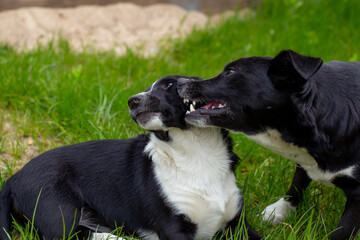 The black dog is angry at the other. The dog bared its teeth. Two black and white dogs on the grass...