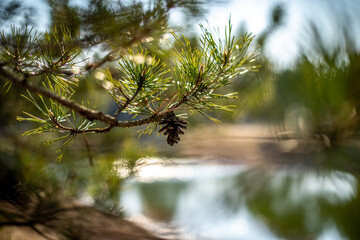 Fototapeta premium Springtime Harmony: Golf Course Tranquility