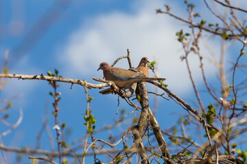  A couple of cuckoos sitting on a branch symbolizing love, affection and togetherness. 