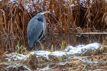 Great Blue Heron standing in the water, room for text, side view, horizontal