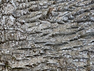 Tree texture